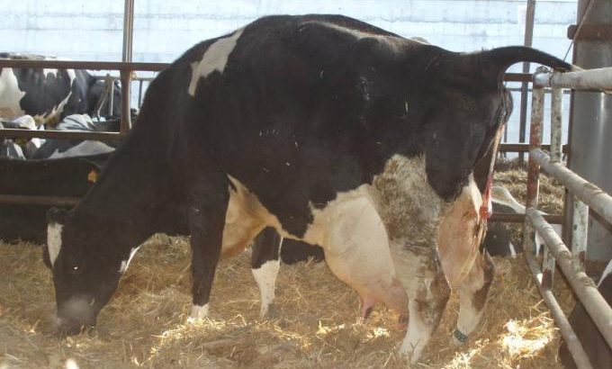 Salud animal en el período seco y en el peri parto