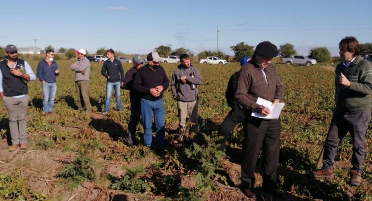 Ministro Uriarte visitó campos de productores de papa en San José