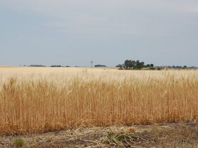 Se presentó informe sobre perspectivas para la zafra invernal 2020/21