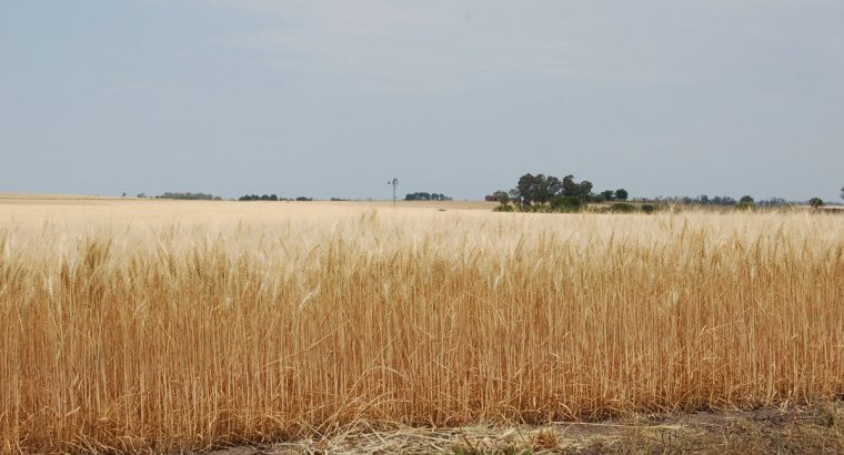 Se presentó informe sobre perspectivas para la zafra invernal 2020/21