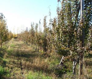 Recomendaciones para el manejo de los montes frutales en otoño