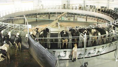 Estancias del Lago se encamina a producir 500 mil litros de leche diarios