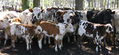 Aumenta el stock vacuno en Uruguay