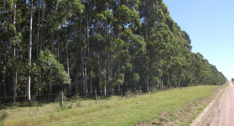 Se forestaron unas 30.000 has. de Eucalyptus en Uruguay