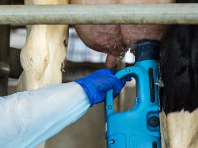 Nuevas estrategias para combatir la mastitis