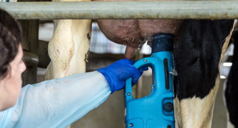 Nuevas estrategias para combatir la mastitis