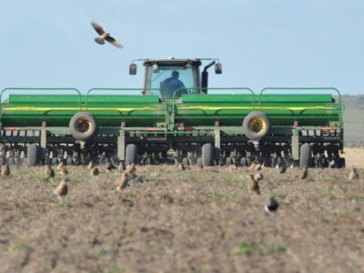 Avanza la siembra de trigo en la región