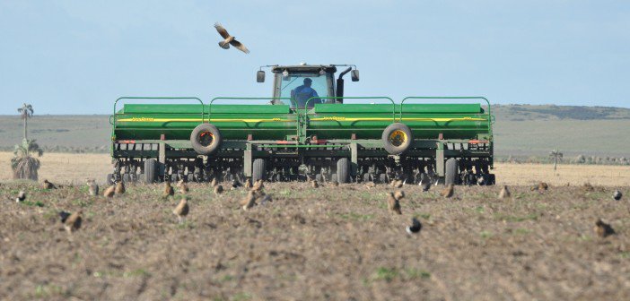 Avanza la siembra de trigo en la región