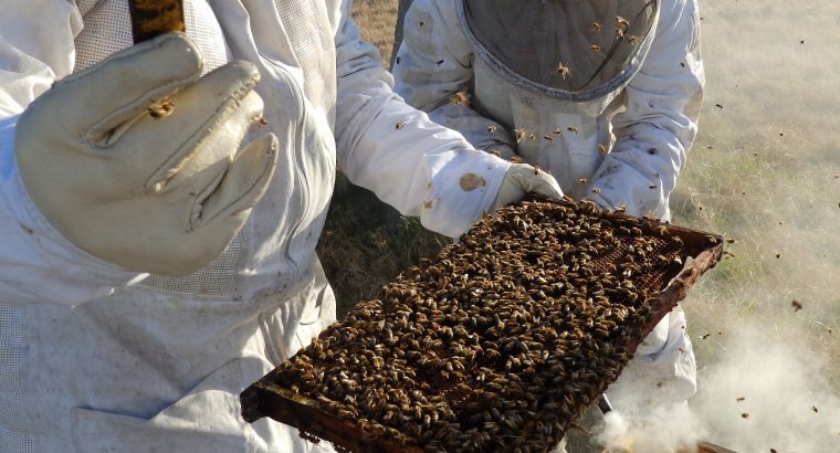 Miel uruguaya y sus productos llegaran al mercado de Arabia Saudita