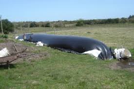 Implementación de biodigestores en tambos uruguayos