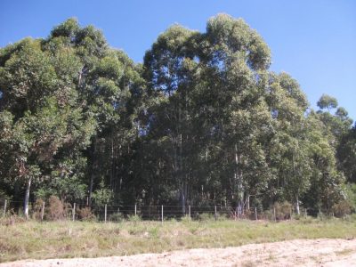 Mejoramiento genético forestal Seminario técnico