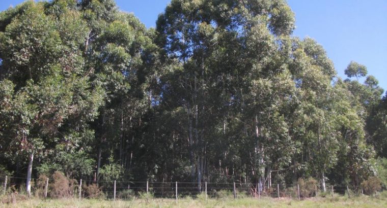 Mejoramiento genético forestal Seminario técnico