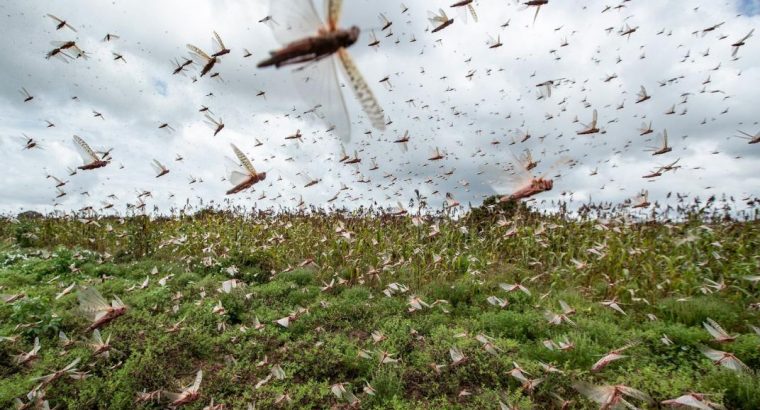 MGAP exhorta a mantenerse en alerta y ante avistamiento de langostas