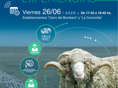 Conectando experiencias  Proyecto CRILU MERINO$