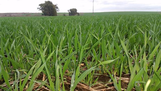 Rendimiento histórico de trigo  en Uruguay