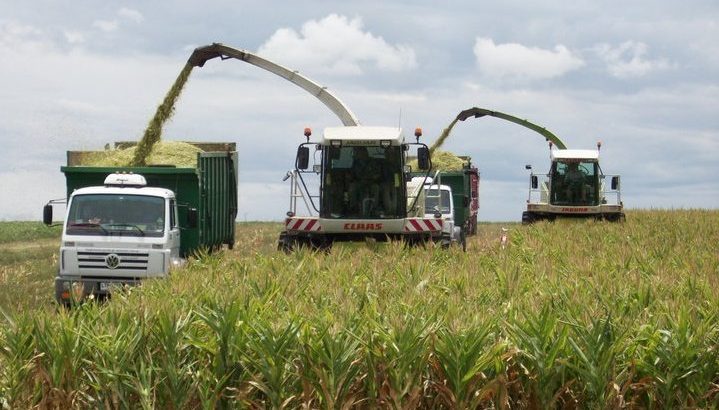 Silo de maíz, una herramienta central de la producción lechera