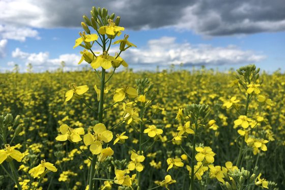 Harina de canola en raciones lácteas