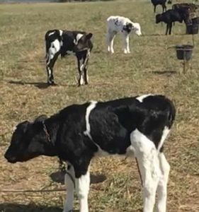 Proyecto para valorizar al ternero macho en los tambos