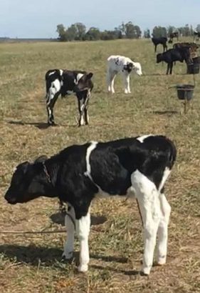 Proyecto para valorizar al ternero macho en los tambos