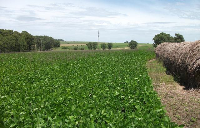 Panorama Agrícola Semanal