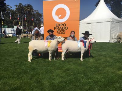 Veredictos en Ovinos Expo Prado 2020