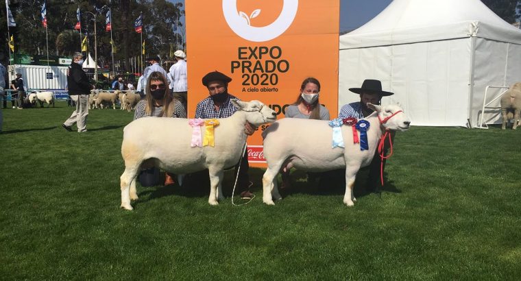 Veredictos en Ovinos Expo Prado 2020