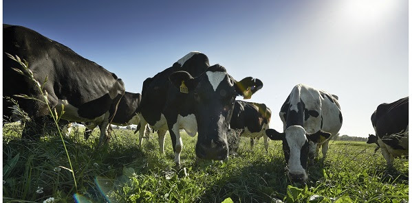 Precio de la leche al productor descendió en agosto