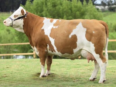 Rusia: la calidad de la leche en el centro de atención