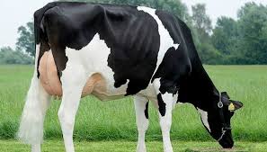 La vaca mayor productora vitalicia del mundo