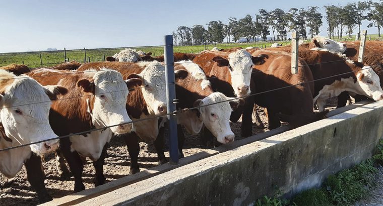 Esta semana se faenaron más vacas que novillos