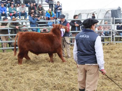 Angus Argentina estará en Agroactiva Virtual