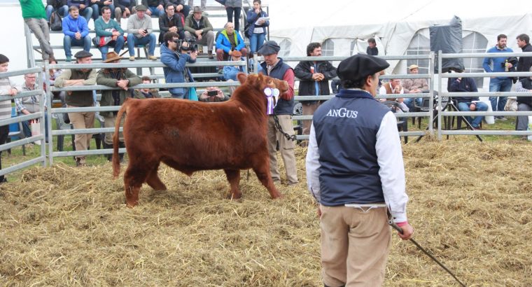 Angus Argentina estará en Agroactiva Virtual