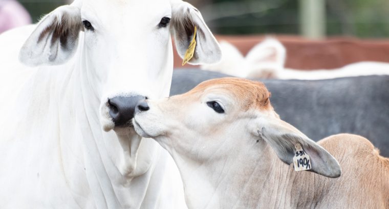 Mejorando las vacas lecheras africanas con cruzamientos