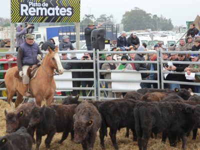 Remate de Hacienda con destino a faena en Agroactiva Virtual