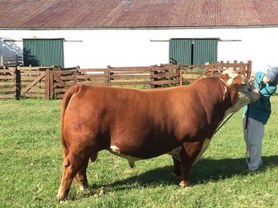 Zafra de toros mantiene  interesante colocación