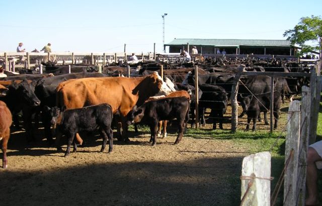 Protocolos para remates feria