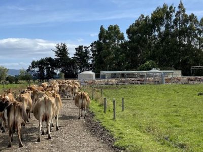 Mantener bajos los costos con el ordeño compartido