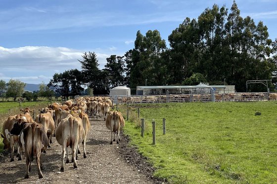 Mantener bajos los costos con el ordeño compartido