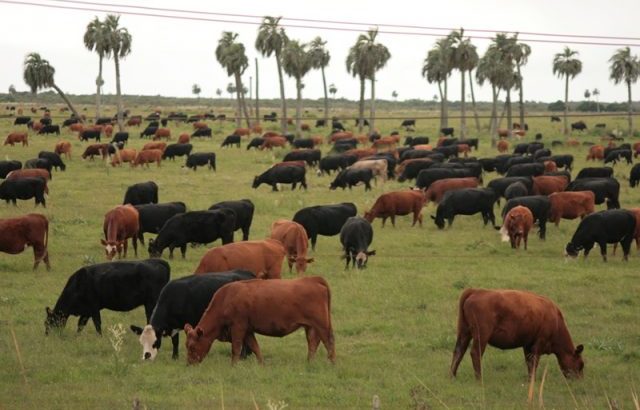 Mercado “firme y activo” para la hacienda