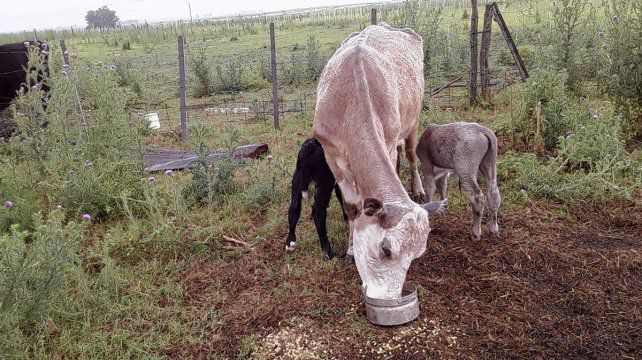 Curiosidades:vaca mellicera por tercera vez