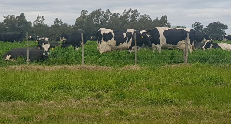 Opciones para que los productores de leche reduzcan las emisiones