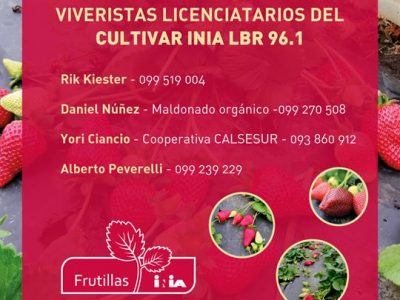 Nuevo cultivar de frutilla