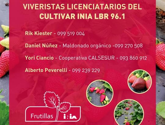 Nuevo cultivar de frutilla