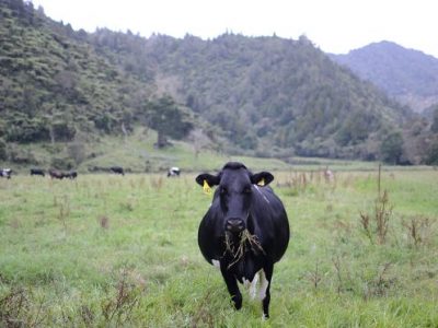 Nueva Zelanda tienen la huella de carbono más baja