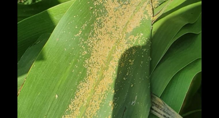 Cómo controlar el pulgón de la caña de azúcar en sorgo