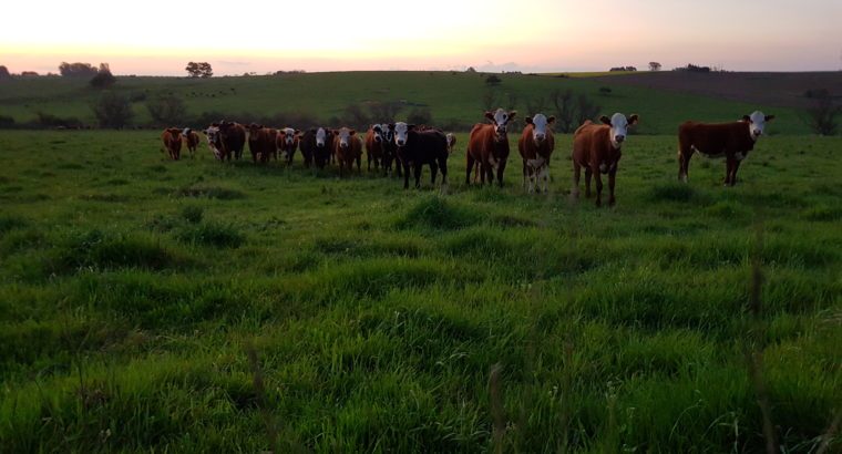 Stock vacuno uruguayo creció 4% en 2020