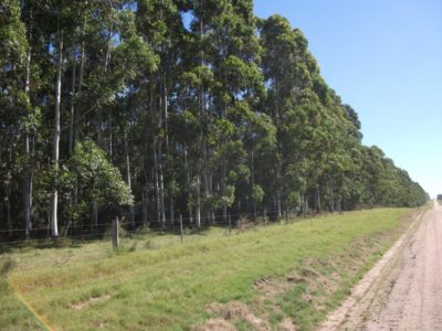 ﻿El sector forestal crece sostenido por el eucaliptus