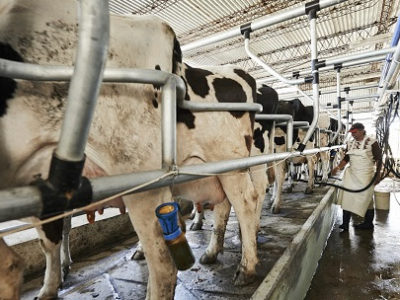 Mayor aumento del índice de costos que del precio de la leche