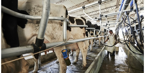 Mayor aumento del índice de costos que del precio de la leche