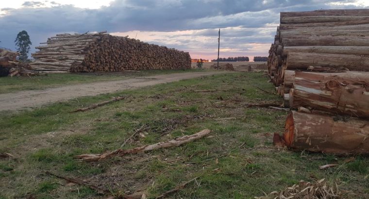 Sector forestal uruguayo fortalecido en el último trimestre